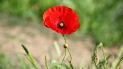 Mohn Blume ES