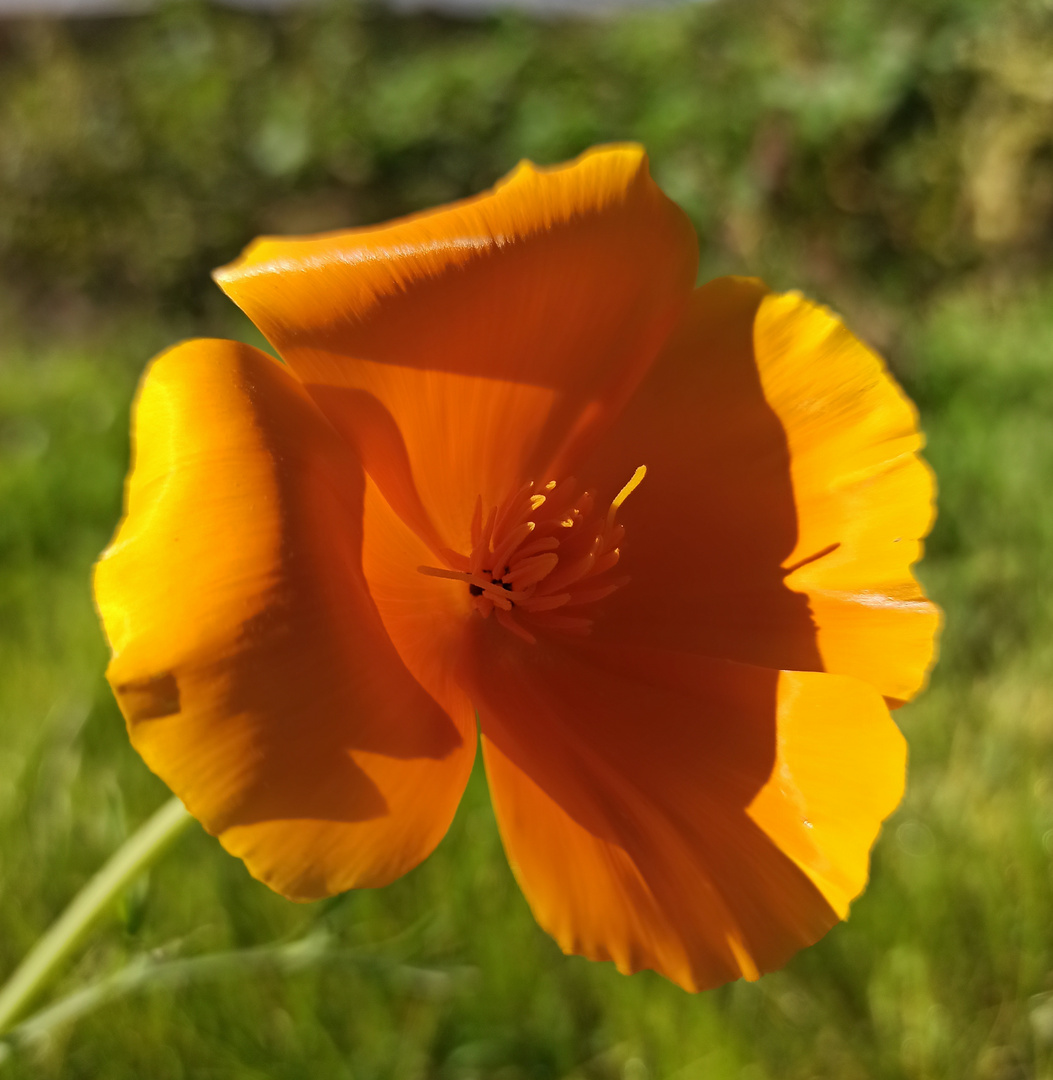 Mohn Blume im Sonnenlicht