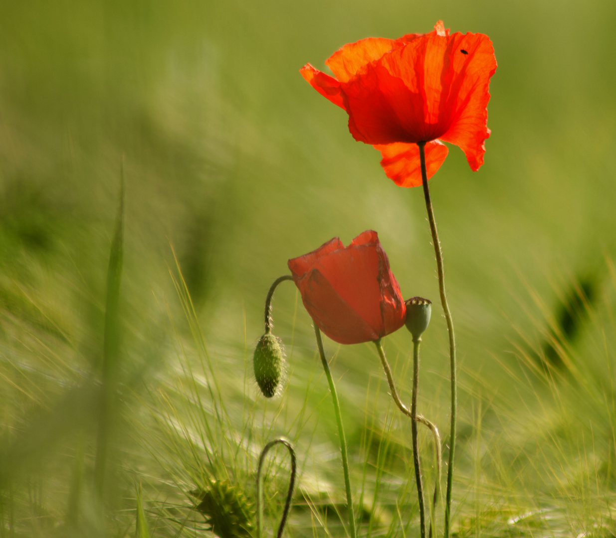 Mohn Blumen