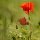 Mohn Blumen