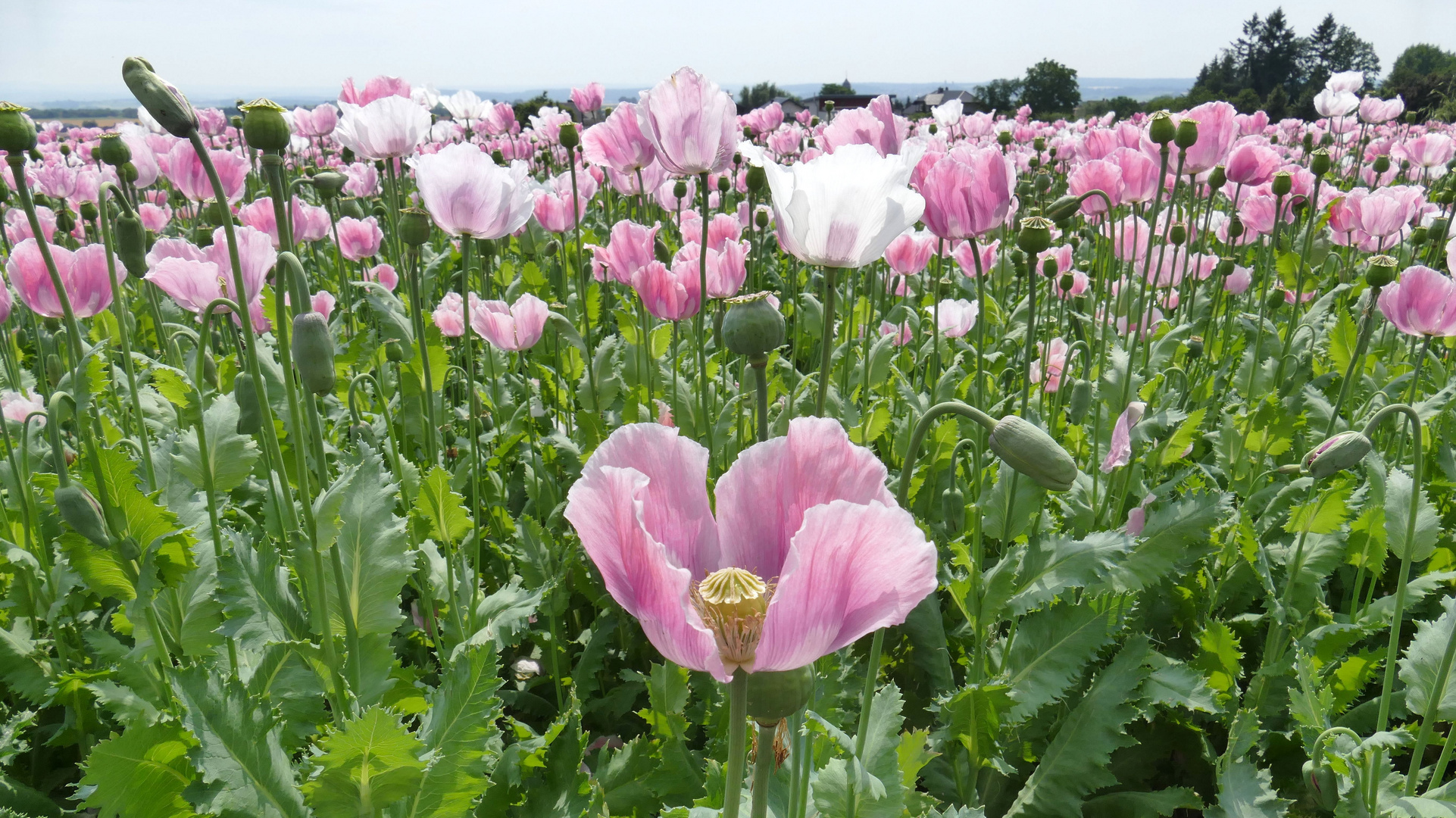 ...Mohn - Blumen...