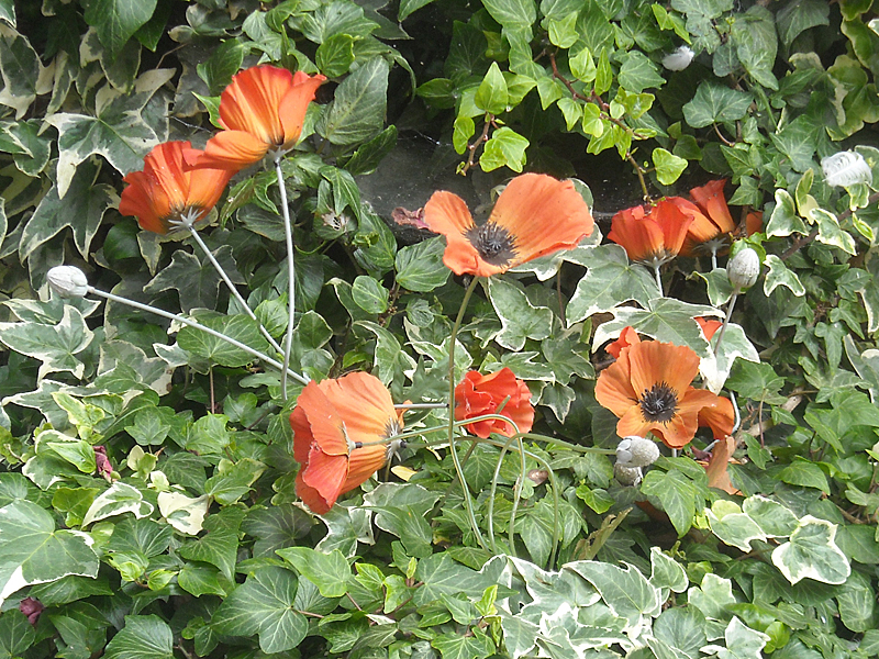 Mohn-Blumen?