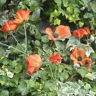 Mohn-Blumen?