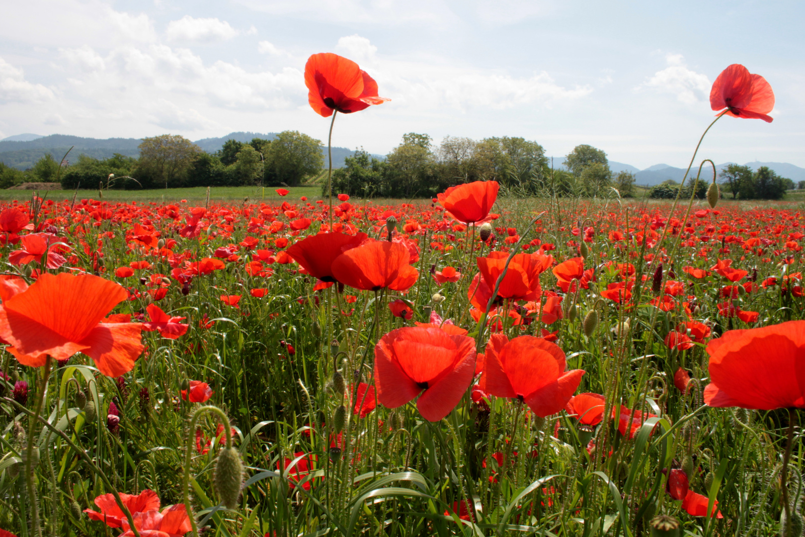  Mohn Blumen Feld