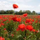  Mohn Blumen Feld