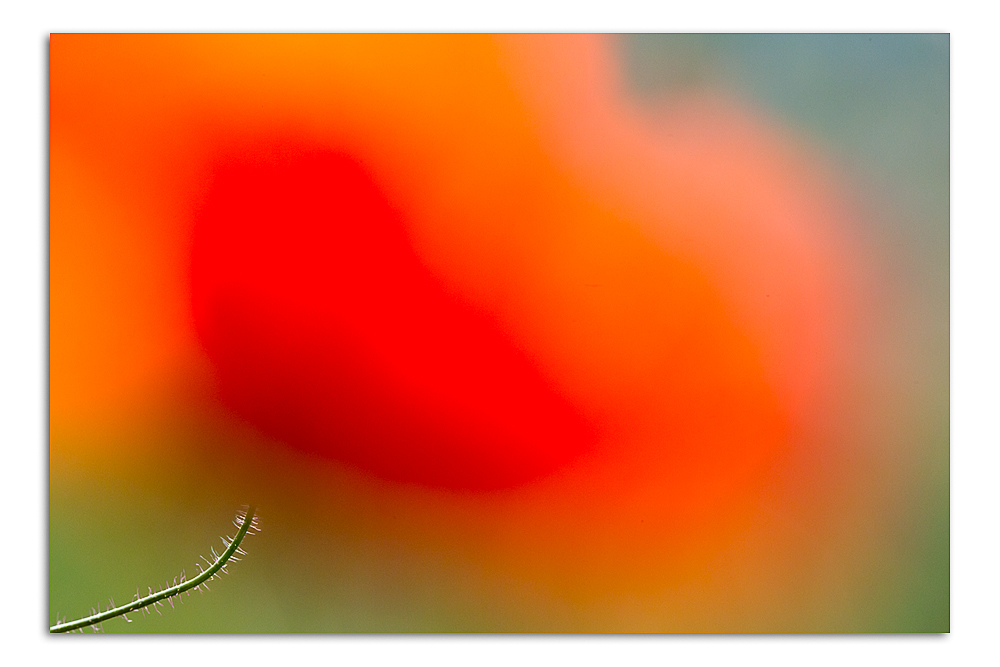 Mohn blur