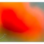 Mohn blur