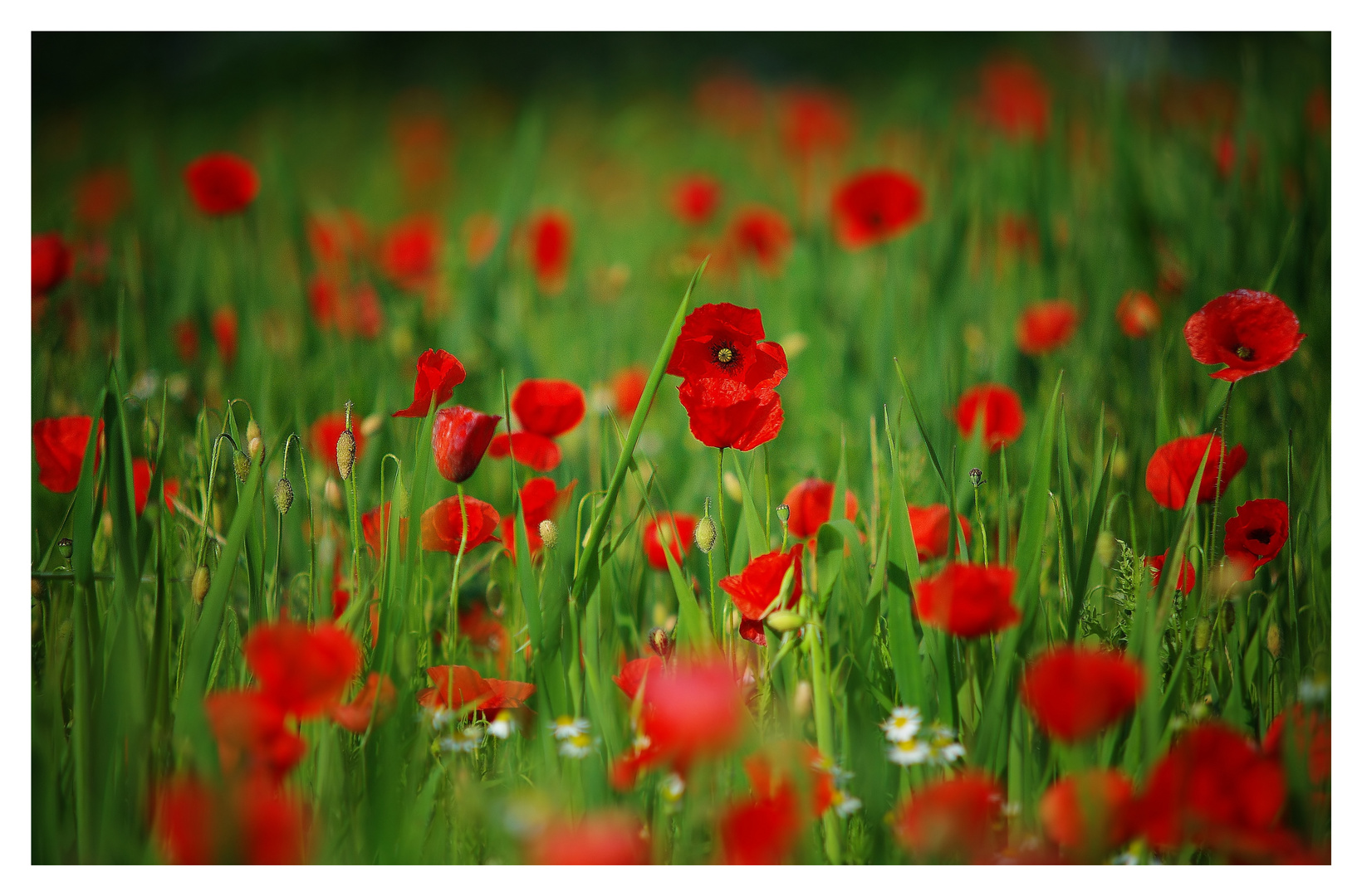 * Mohn-Bokeh *