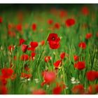 * Mohn-Bokeh *