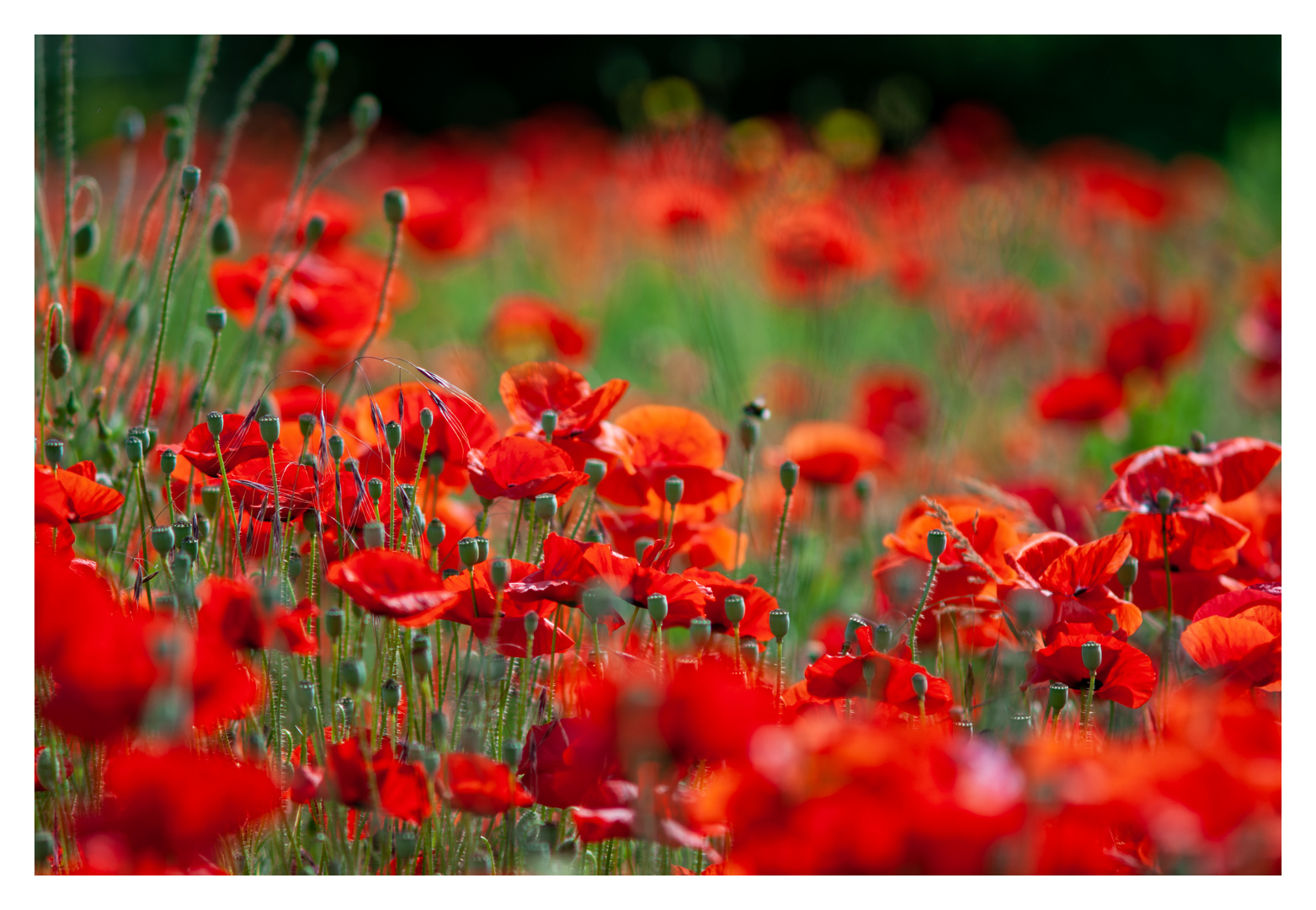 Mohn "bokeh"