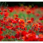 Mohn "bokeh"