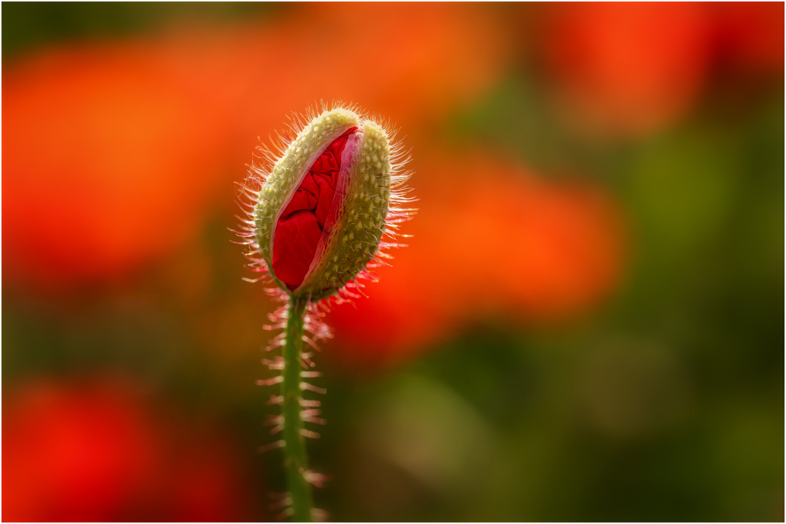 Mohn bricht auf