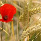 Mohn-Brötchen