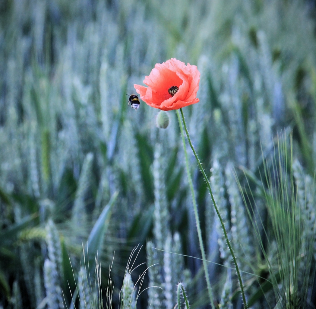 mohn brummi