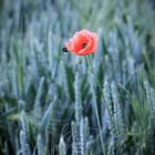 mohn brummi