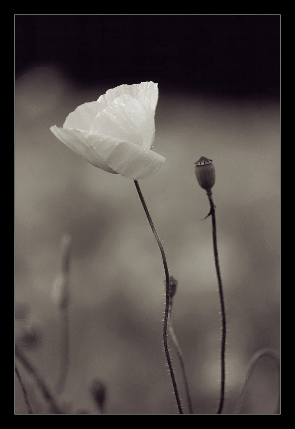 Mohn bw