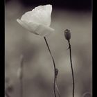 Mohn bw