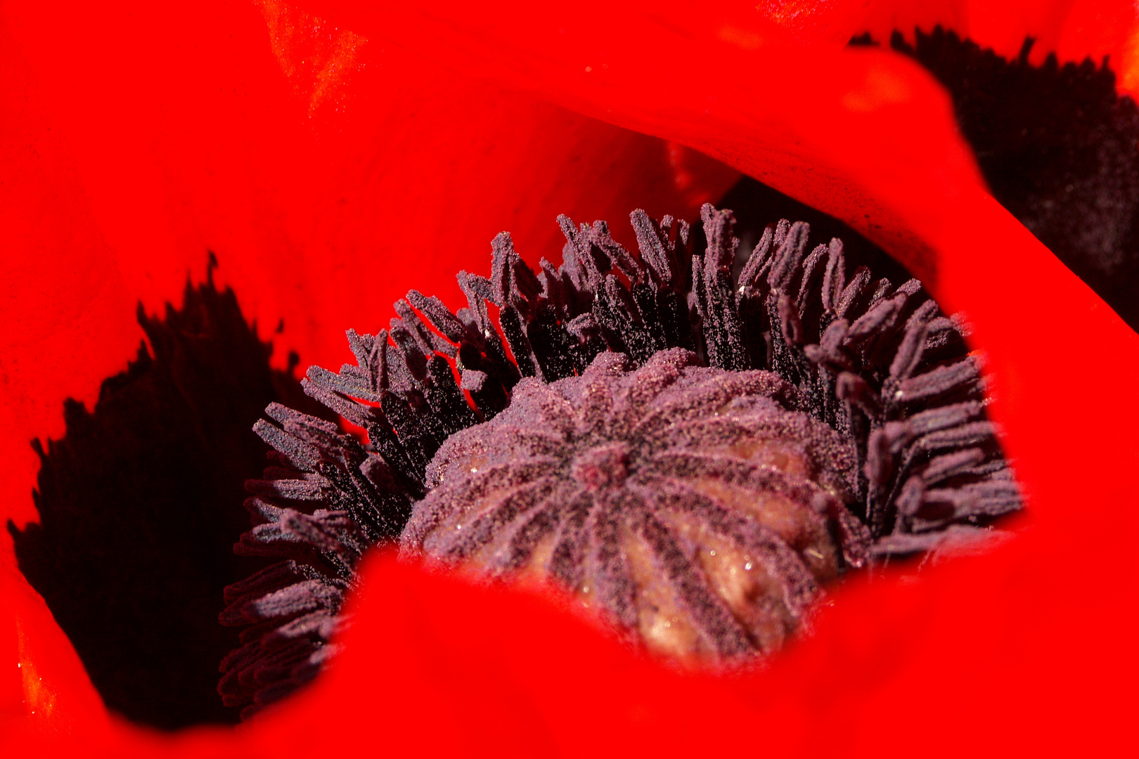 Mohn by Nico