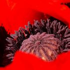 Mohn by Nico