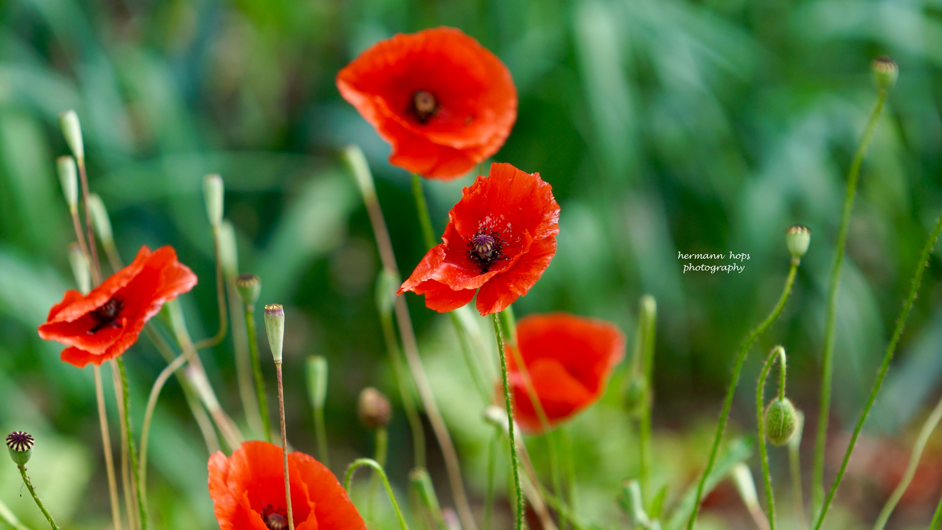 Mohn (c) hermann hops