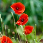 Mohn (c) hermann hops