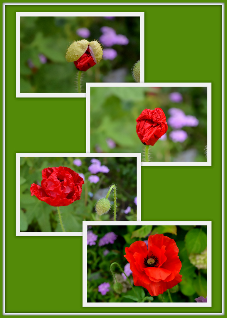 Mohn