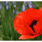 Mohn