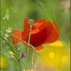 ...Mohn...