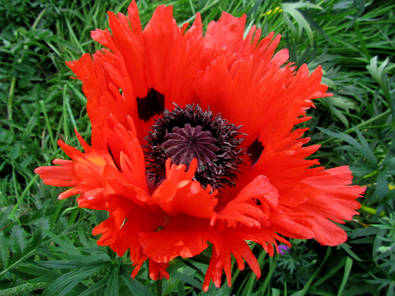 Mohn