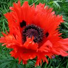 Mohn