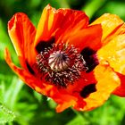 Mohn