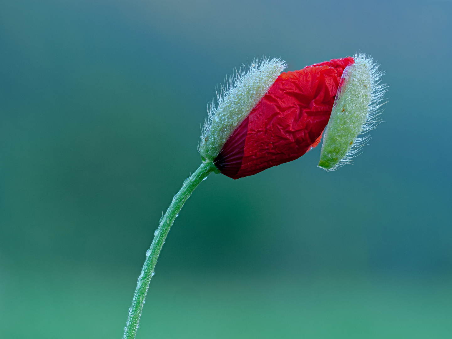 Mohn