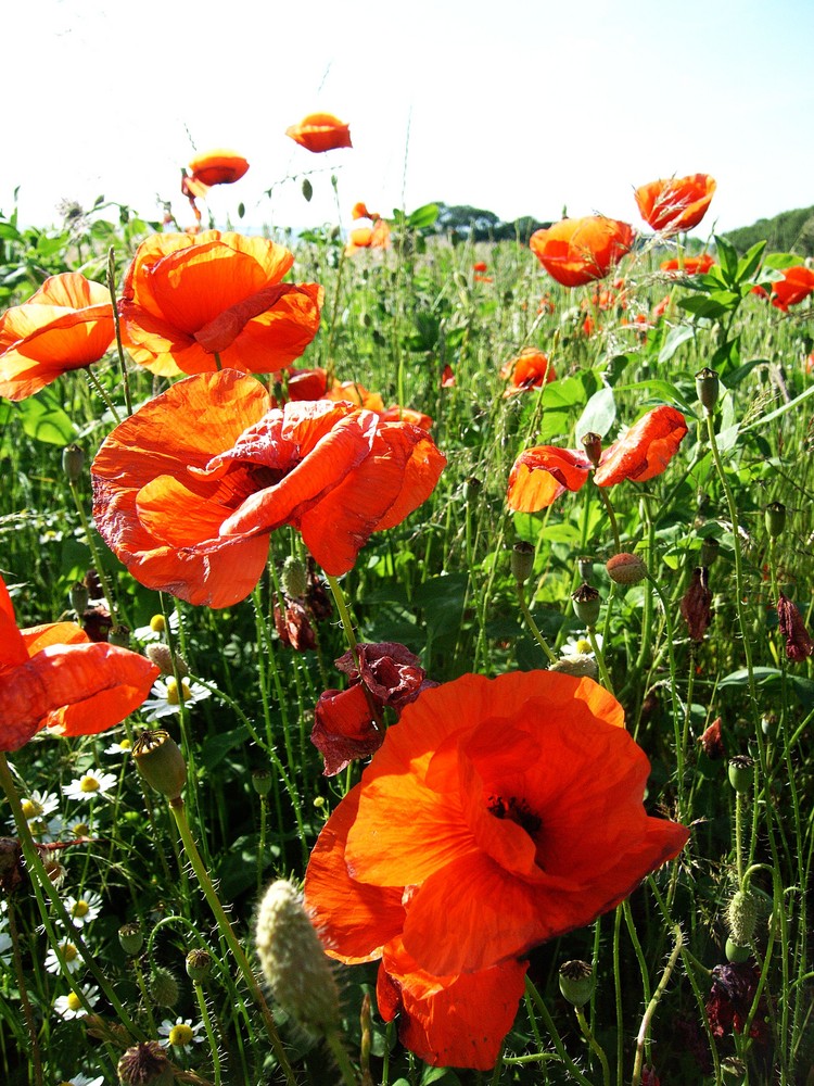 Mohn