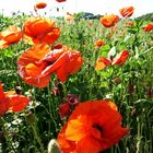 Mohn