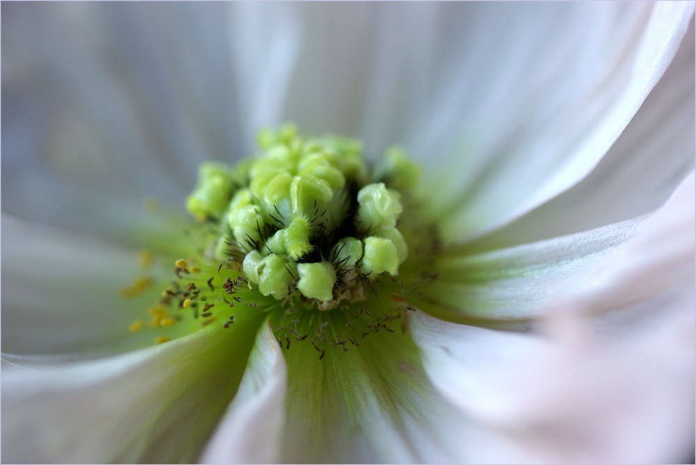 ... mohn ...