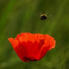 Mohn