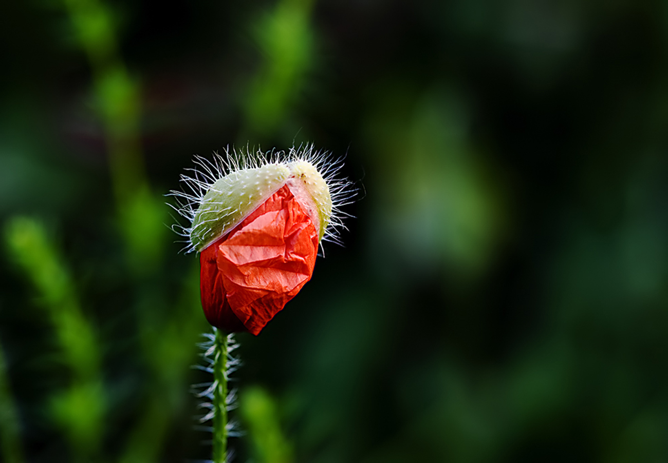 Mohn