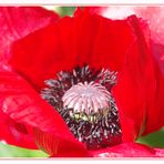 Mohn