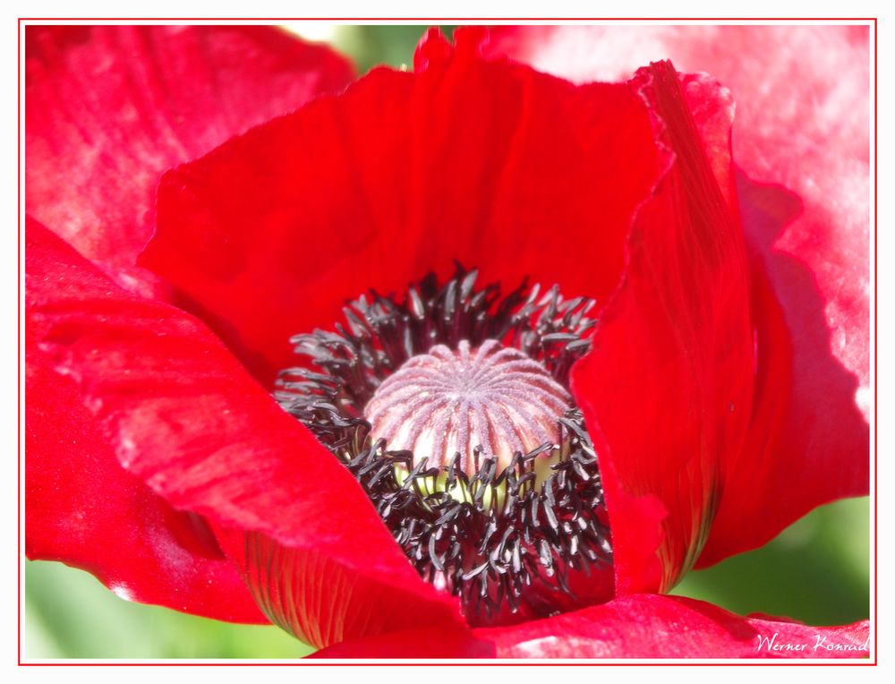 Mohn