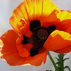 Mohn