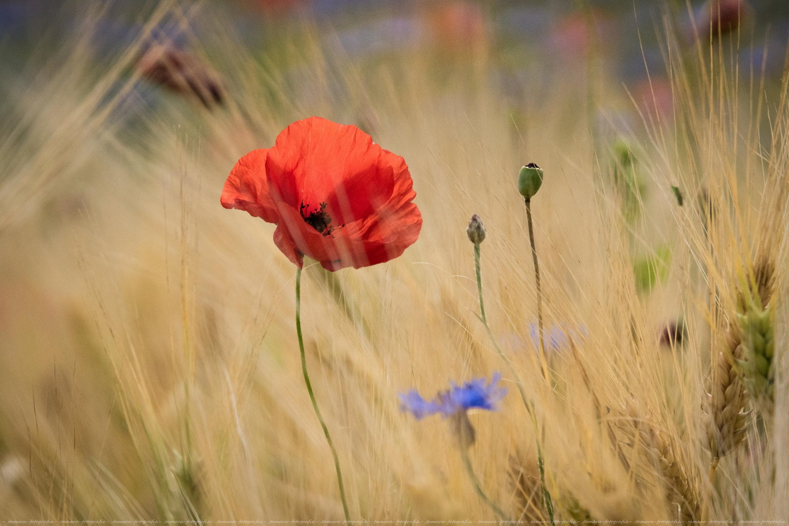 Mohn