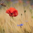 Mohn