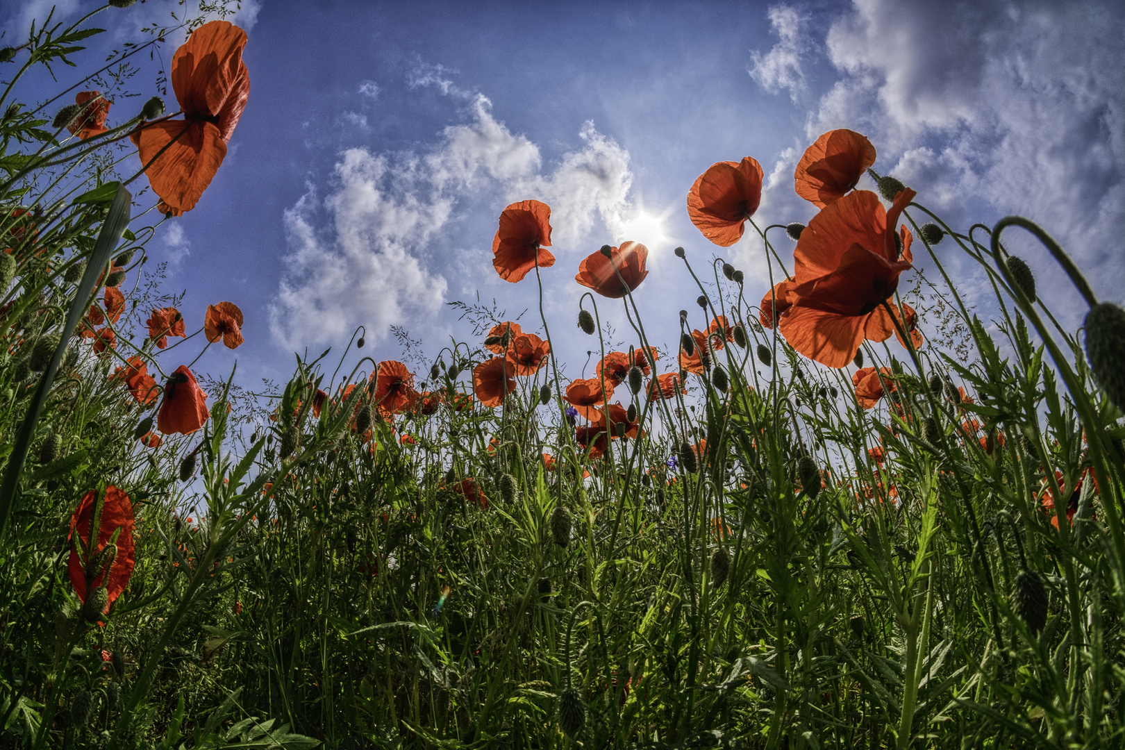 Mohn