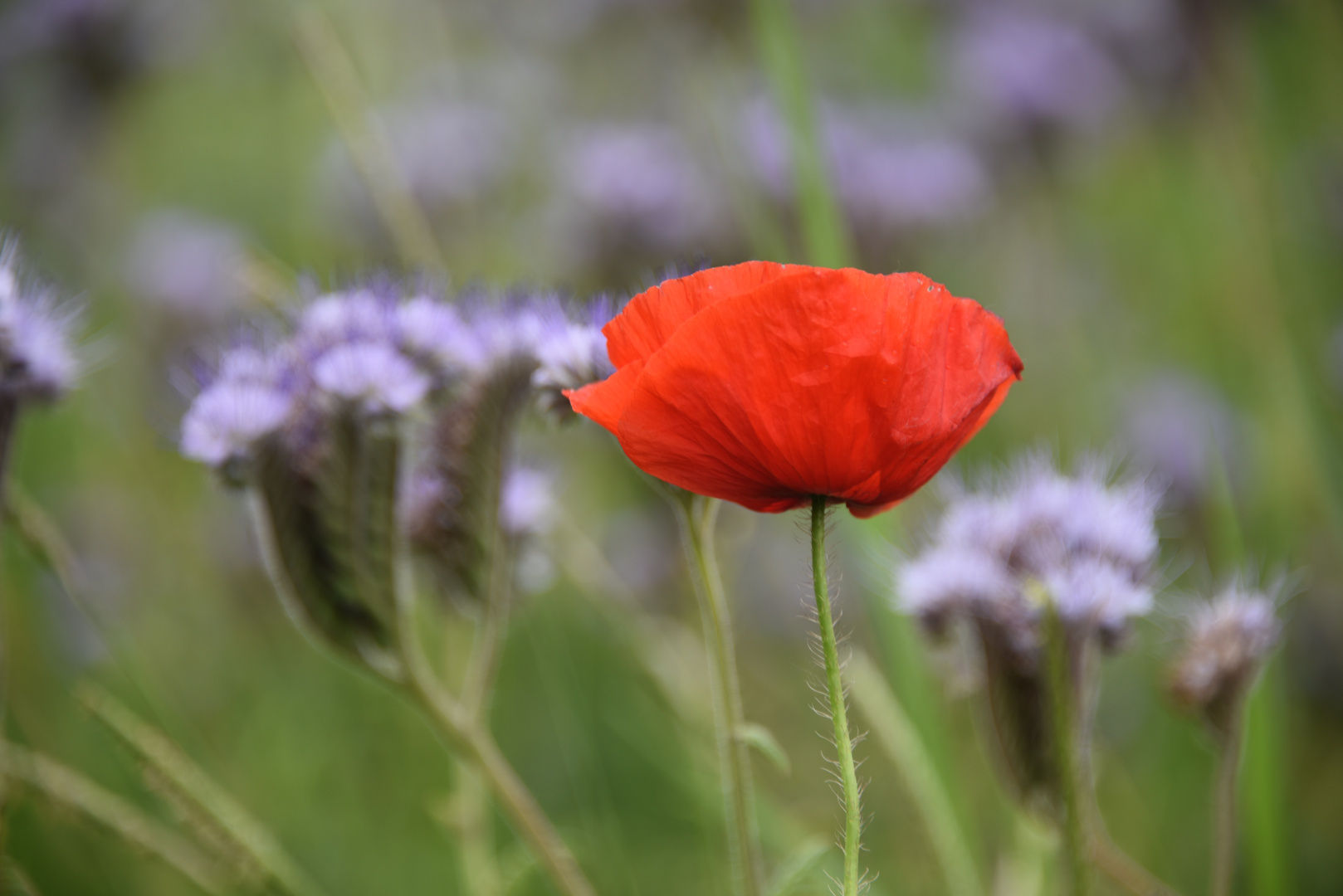 Mohn