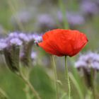 Mohn