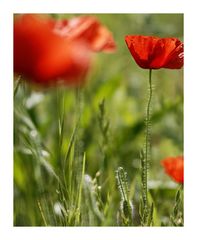 Mohn