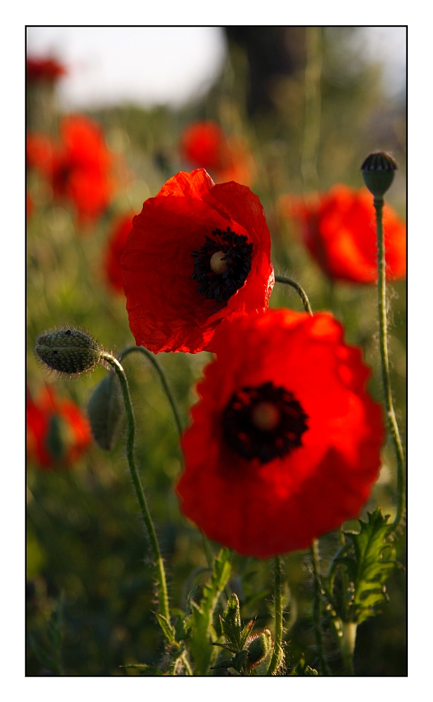 Mohn