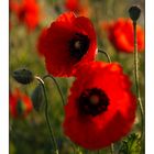 Mohn