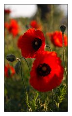 Mohn