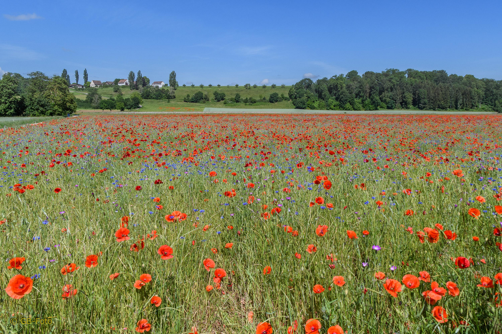 Mohn